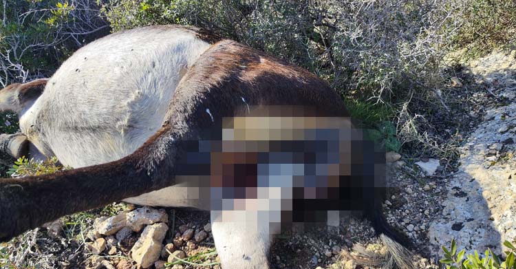 “Eşek katliamı” zanlılarına beşer gün daha tutukluluk verildi