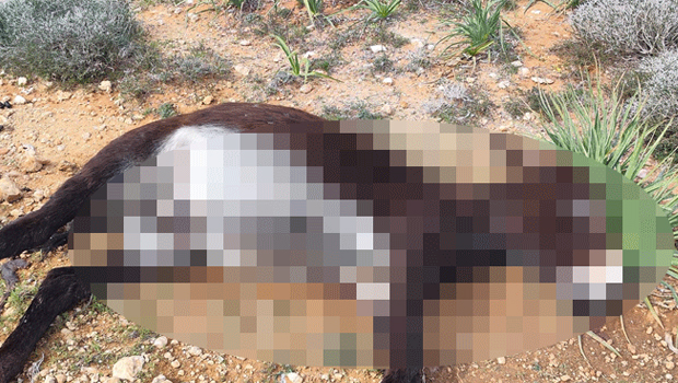 Eşeklerin katledilmesiyle ilgili 4 kişi tutuklandı