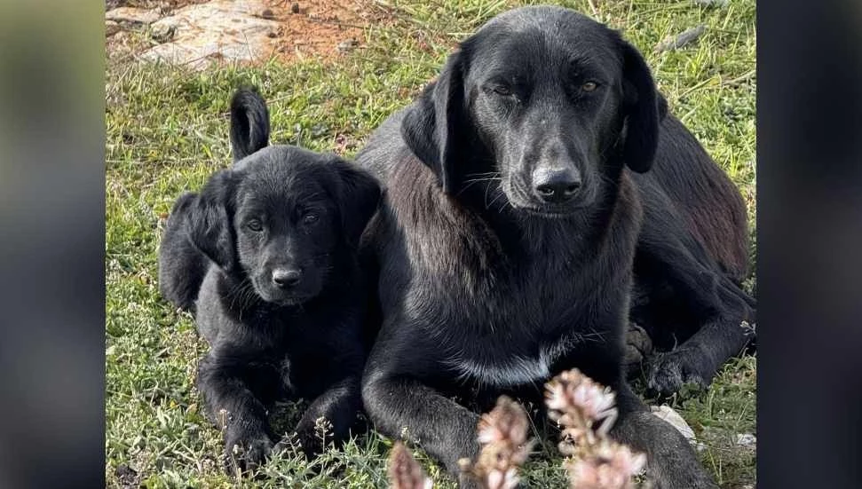 Sokak hayvanları için zorlu kış şartları