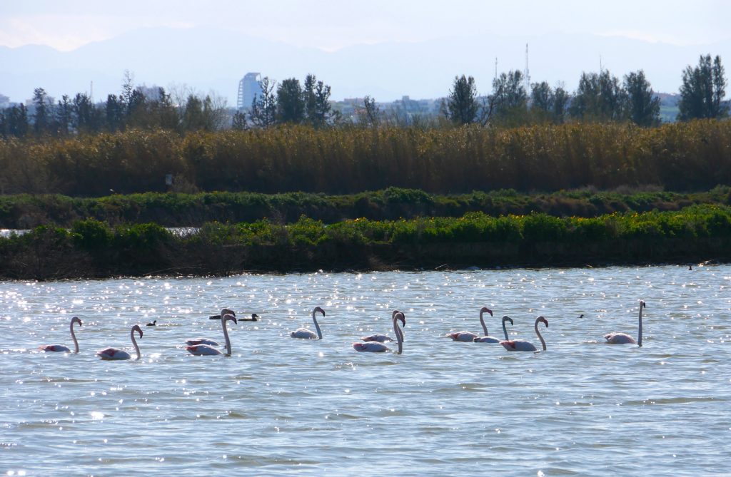 Sulak alanların en göz alıcı konukları flamingoların sayısı azalıyor