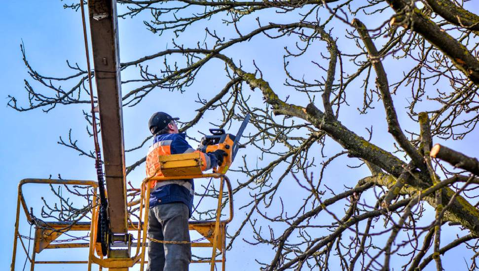 Kaliland ağaç budaması nedeniyle trafiğe kapatılacak