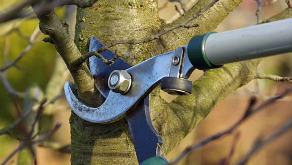 Gazimağusa’da ağaç budama DAÜ ile Salamis yolu arasında devam edecek