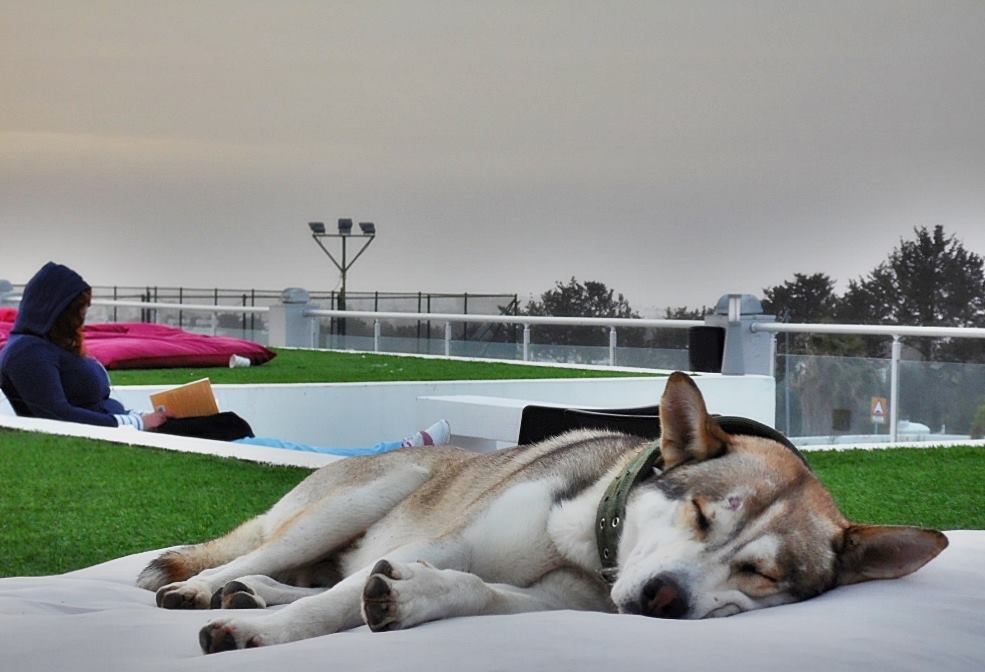 GAÜ: “Hayvan dostu kurum olarak hareket ediyoruz”