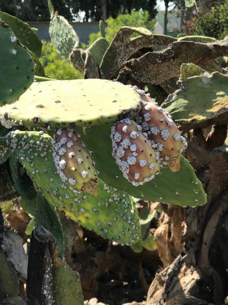 Kırmızı Palmiye Böceği ve Kaktüs Koşnili Zararlıları ile Alternatif Mücadele Yöntemleri eğitimi verilecek