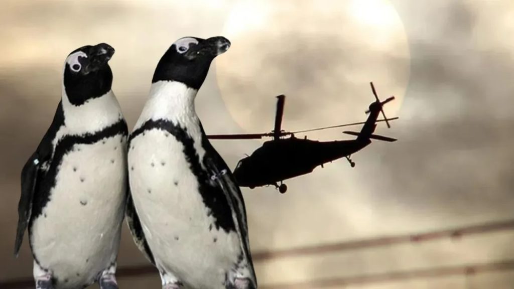 Penguen helikopter düşürdü!