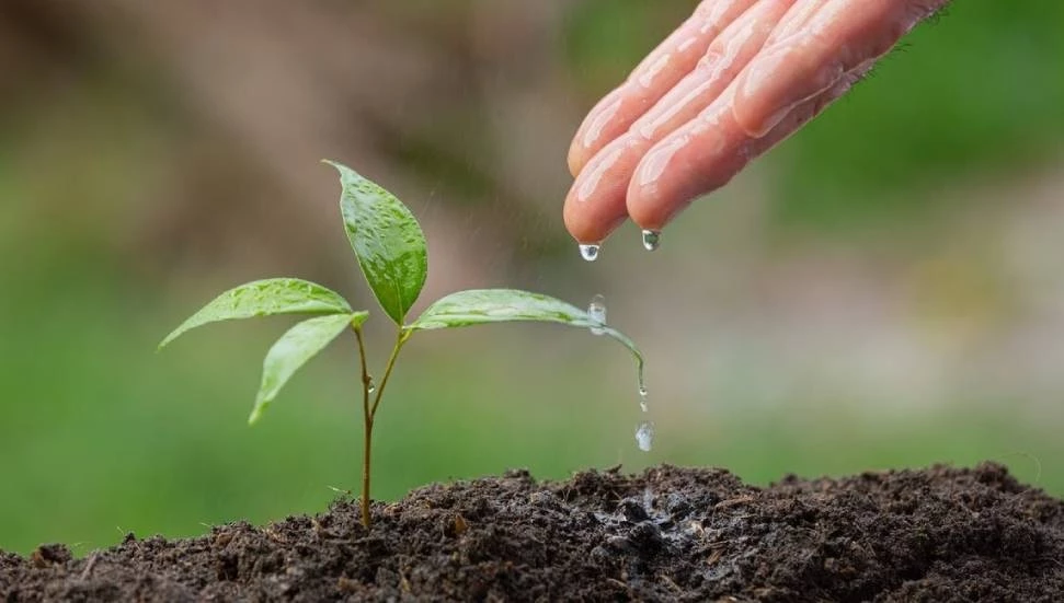 Çayönü’nde “Kamu İş Koruluğu” kuruldu