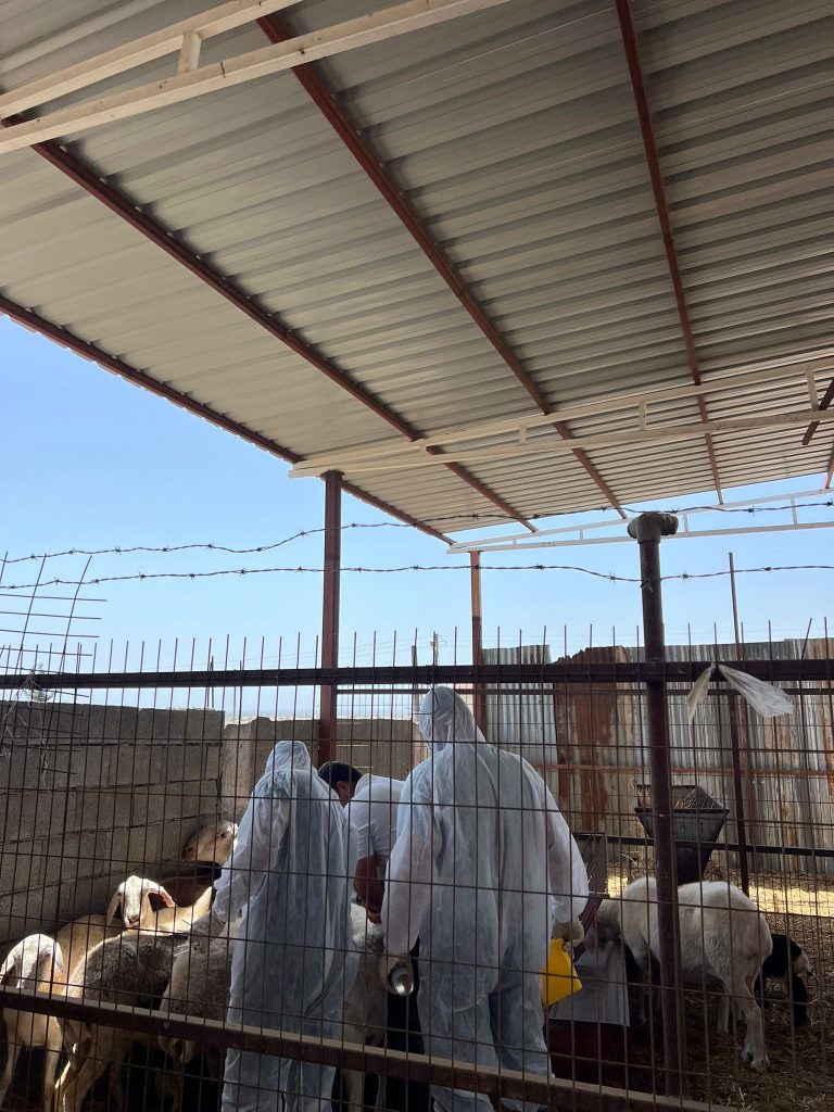 Veteriner Dairesi’nin koyun keçi çiçek hastalığına karşı aşılama çalışmaları sürüyor