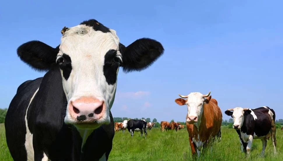 Kulak küpesiz büyükbaş hayvan taşıyan sürücü tutuklandı