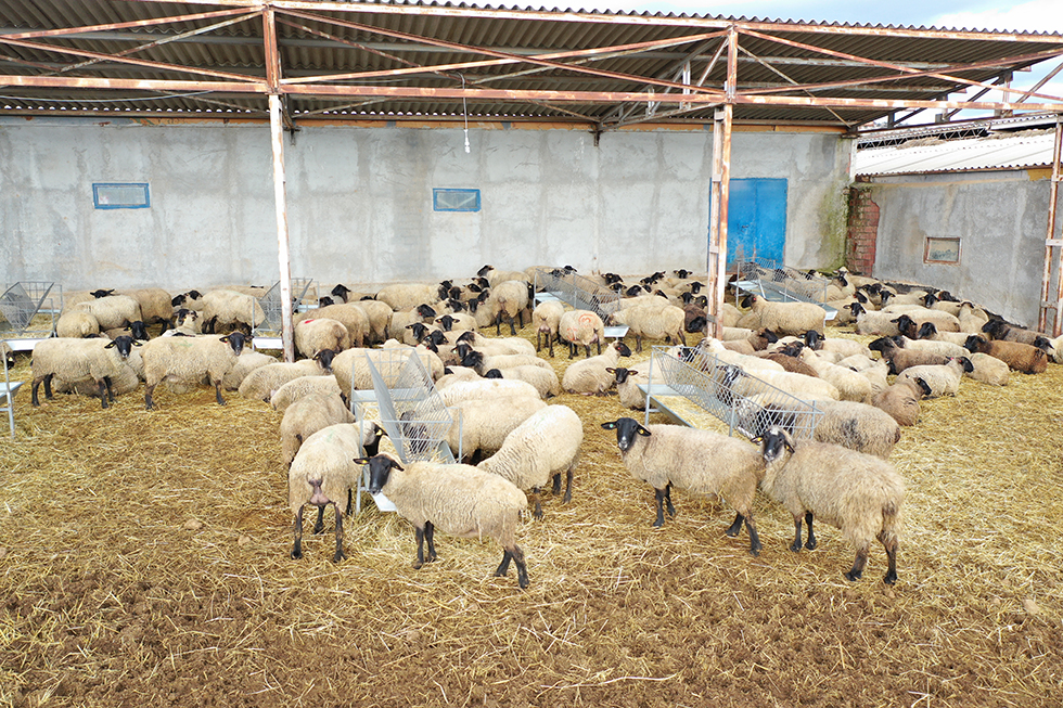 Hayvan Barınak Zararları ödendi