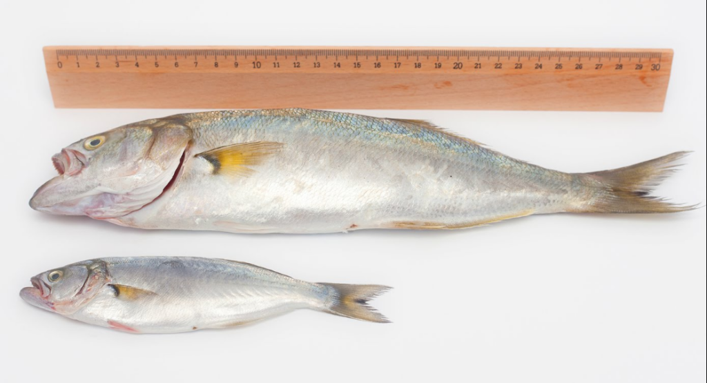 Hayvancılık Dairesi üreme mevsimindeki balıkların avlanmaması çağrısında bulundu