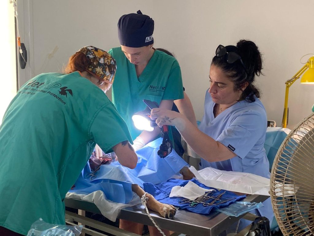 İskele Belediyesi ile NetAp 177 sokak hayvanını kısırlaştırdı