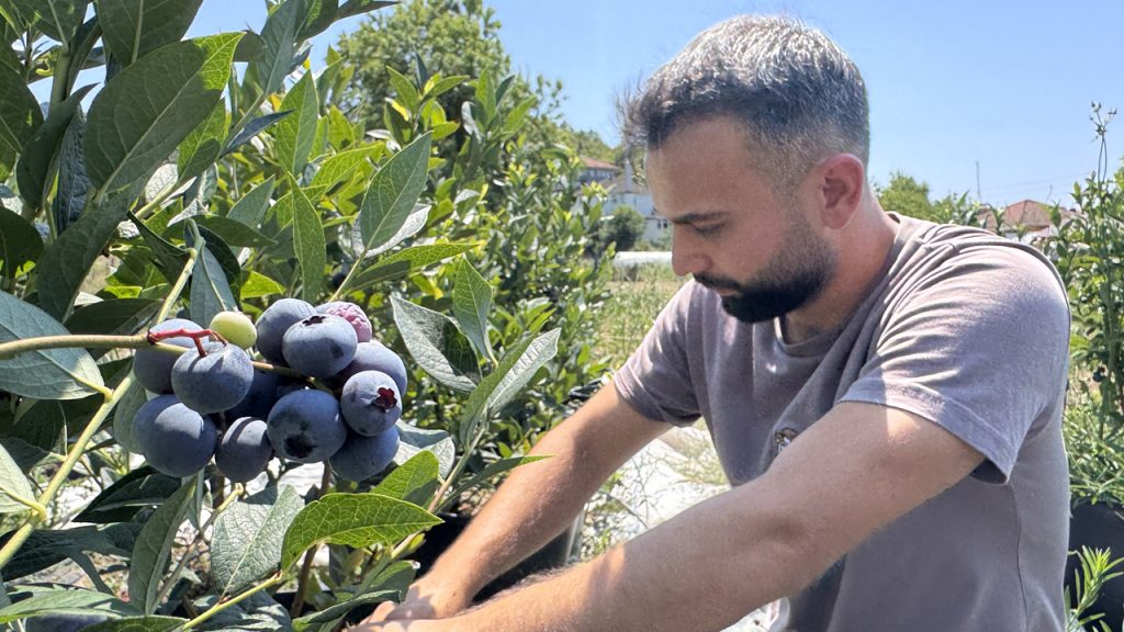 KKTC’deki öğrencilik yıllarında tadından etkilendiği yaban mersininin Zonguldak’ta üreticisi oldu