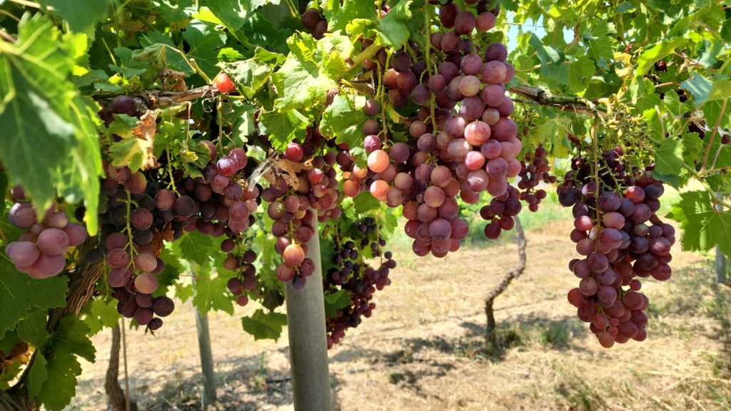 TAE, bağcılığın geliştirilebilmesi amacıyla 6’sı yeni 12 sofralık üzüm çeşidini denemeye aldı