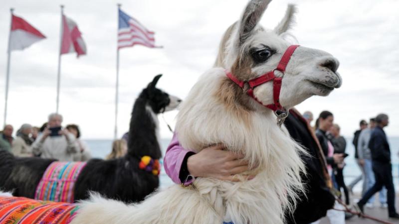 Araştırma: “Şizofreni tedavisinin anahtarı lamalarda olabilir”