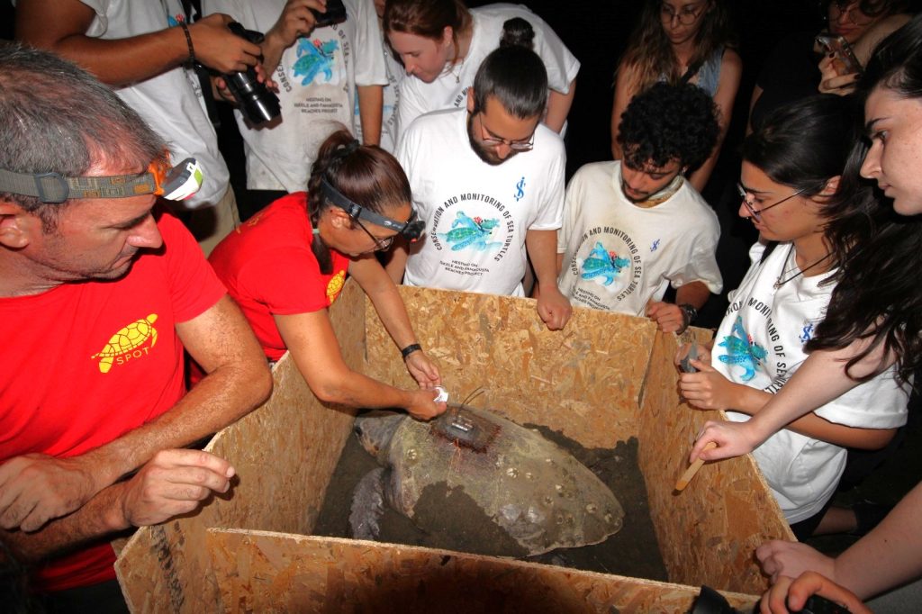 Caretta Caretta kaplumbağalarına uydu vericisi takıldı