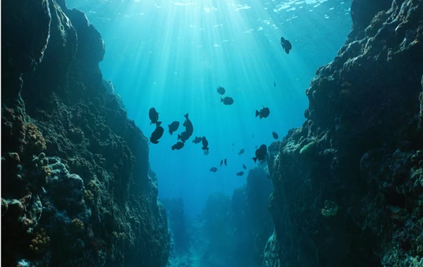 Bilim insanları, okyanusta şimdiye kadar bilinenden daha derinde canlı türlerini görüntüledi