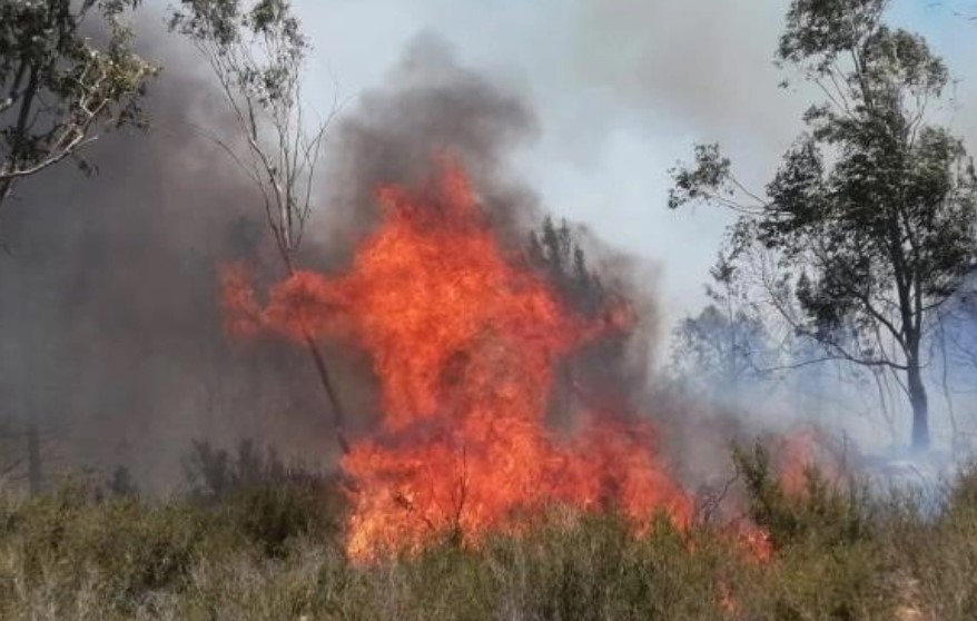 Mersin’de ormanlık alanda yangın çıkaran 2 zanlı tutuklandı