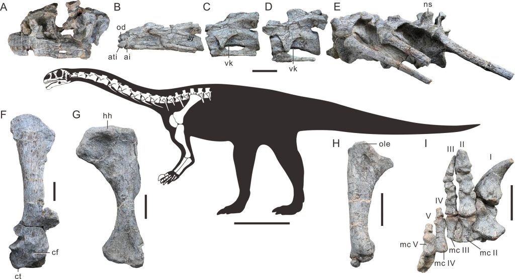 Yeni bir dinozor türüne ait fosil bulundu