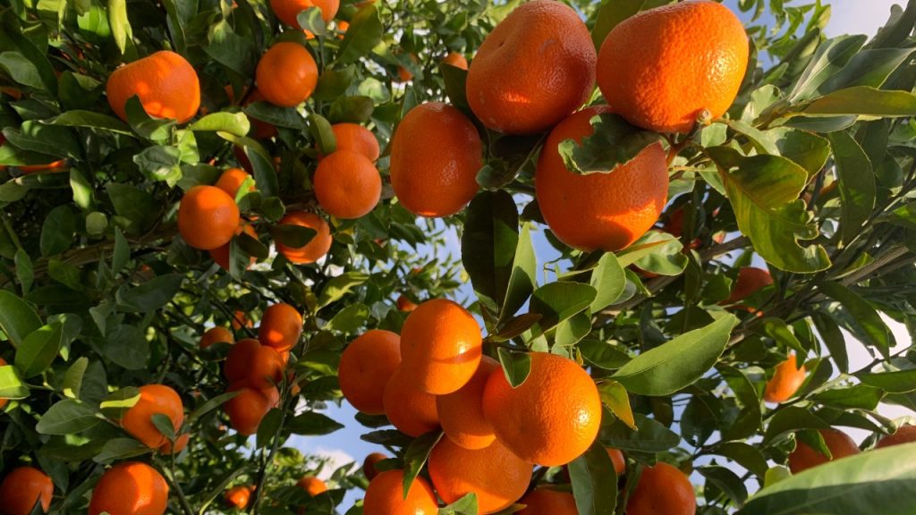 Narenciye Üreticiler Birliği Derneği, hükümetin bir an önce üreticiyi ödemesini istedi