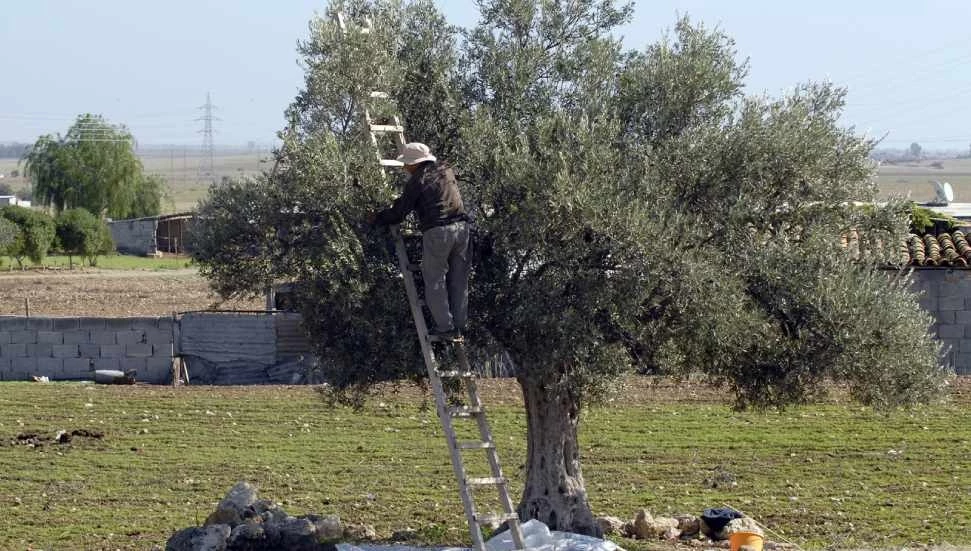 Güzelyurt İlçesi’nde zeytin ve harup toplama tarihleri açıklandı