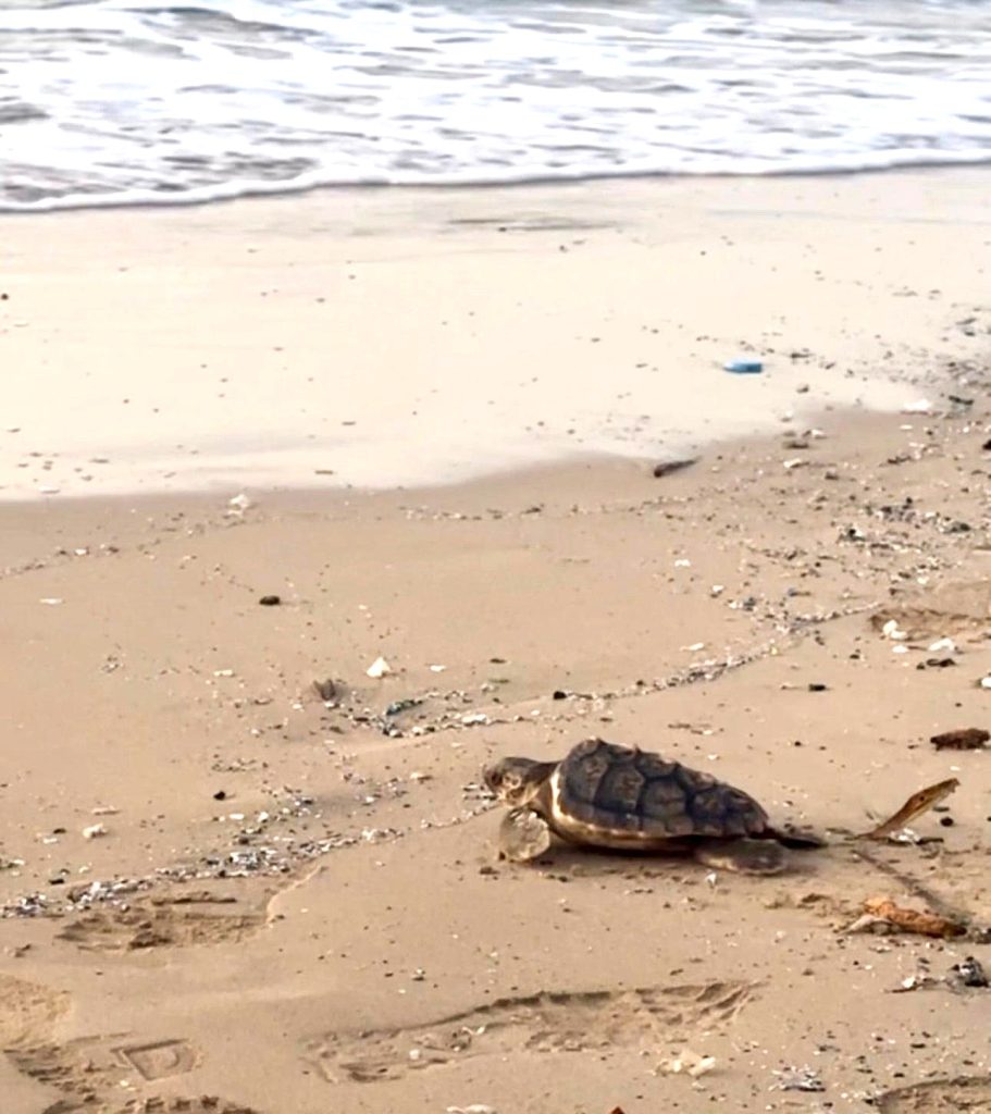 Deniz Kaplumbağaları Koruma ve Araştırma Projesi yıl sonu etkinliği yapıldı