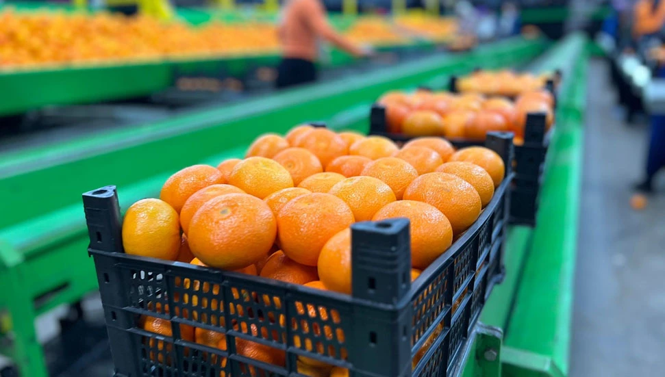 Tarım ve Doğal Kaynaklar Bakanlığı’nın narenciye üreticilerine ödemelerin bugün yapılması bekleniyor
