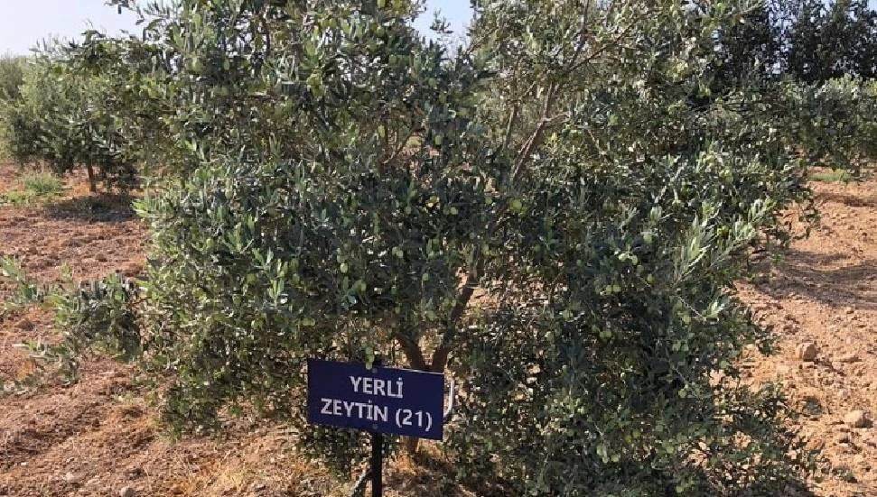 Lefke’de yerli zeytin hasadı bugün başladı!