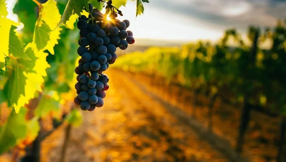 Güney Kıbrıs’ın şarap ihracatı 2024’te yüzde 3 arttı: Toplam gelir 1,3 milyar Euro!
