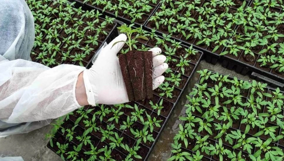 Fide desteği için üreticilerden 3 Ekim’e kadar başvuru kabul ediliyor