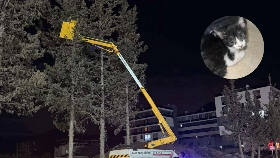 Girne Belediyesi ekibi ağaçta mahsur kalan yavru kediyi kurtardıGirne Belediyesi ekibi ağaçta mahsur kalan yavru kediyi kurtardı