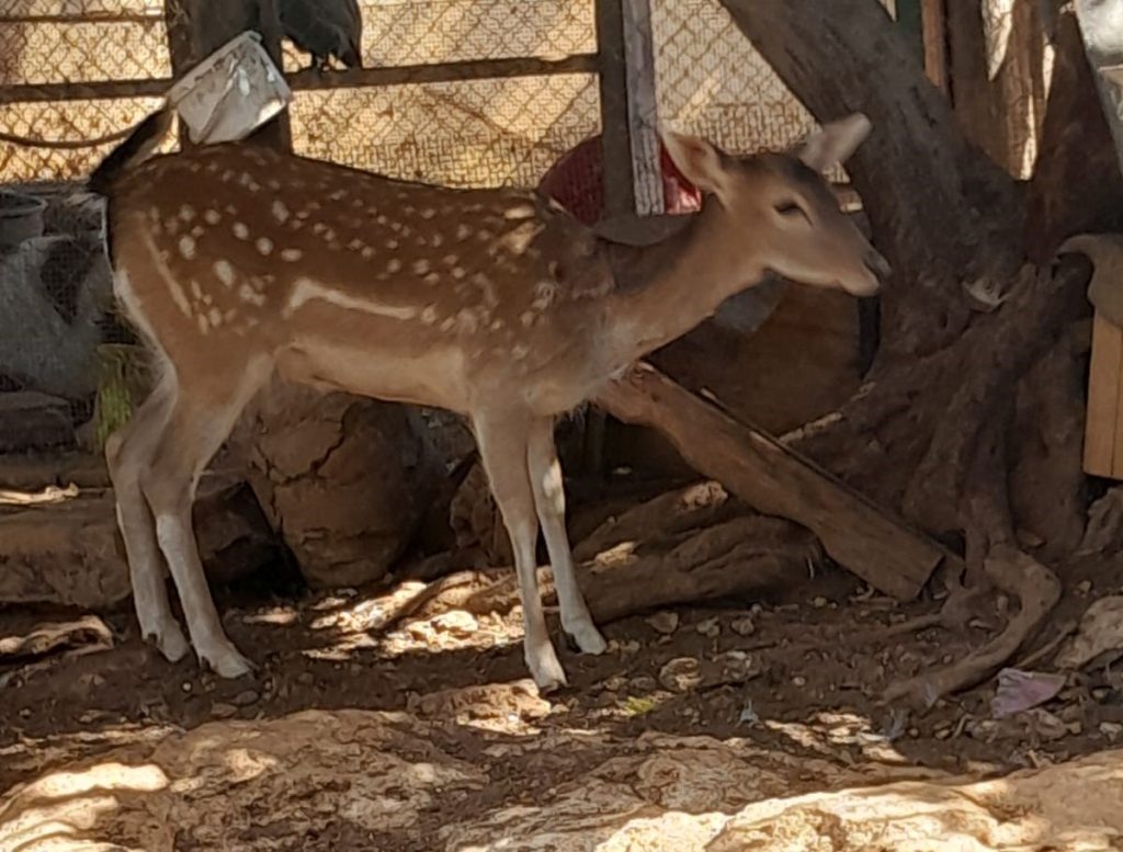 Koruçam’da gümrüksüz canlı hayvan tasarruf eden şahsa yasal işlem…