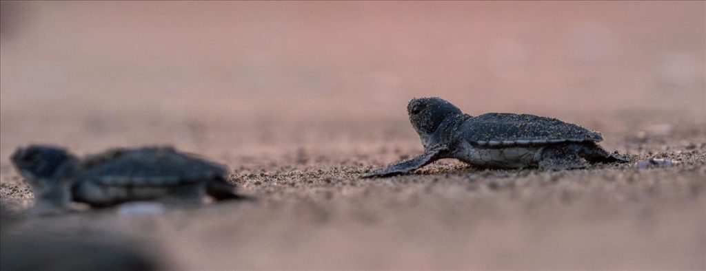 Yeşil deniz kaplumbağalarının nesli artık tükenme tehdidi altında değil