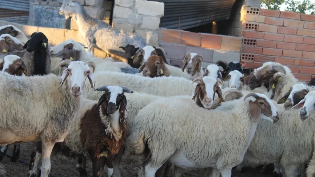 Çiçek hastalığı tazminatları ödendi