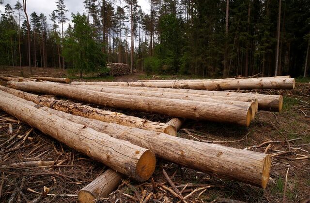AP, orman tahrip kurallarını bir yıl daha ertelenmesine destek verdi