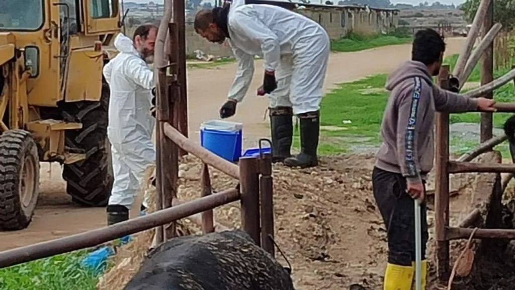 Şap hastalığıyla mücadele… Bir haftada 45 bin 214 büyükbaş aşılandı