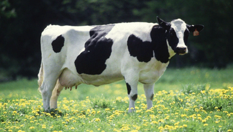 İskele’de 70 civarı büyükbaşta şap hastalığı gözlemlendi!