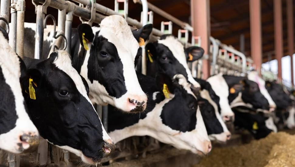 Değirmenlik Akıncılar Belediyesi: Şap hastalığına karşı 4 noktaya dezenfeksiyon halısı serildi