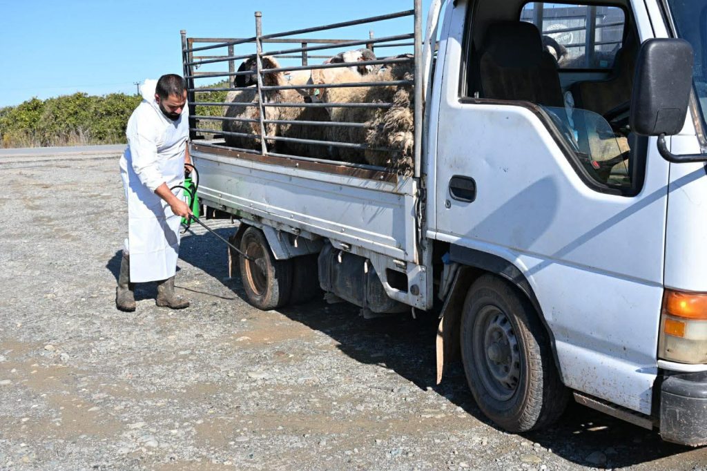 Lefke Belediyesi, şap hastalığına karşı dezenfeksiyon uygulaması başlattı