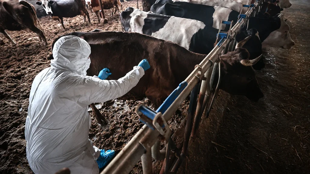 Tarım Bakanlığı: Şap hastalığı salgını teyit edildi, acil eylem planı yürürlükte