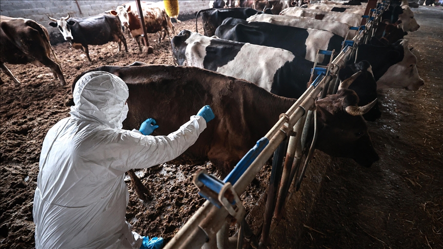 Türkiye’de şap hastalığı: Bir bölgenin hastalıksız kabul edilebilmesi için “arilik” şartı aranacak