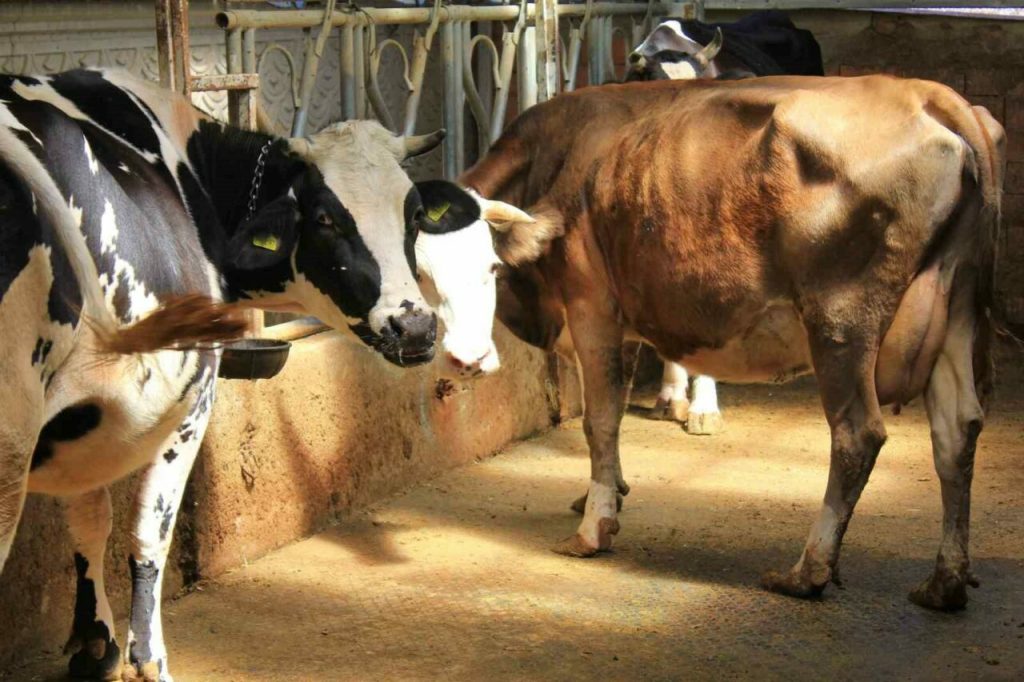 “Güvenli gıda sağlıklı hayvanla başlar”