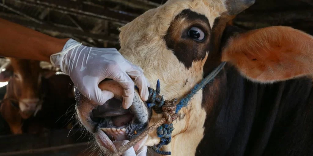 Rum Tarım Bakanlığında şap hastalığıyla ilgili toplantı