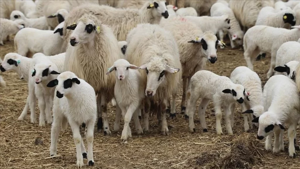 Çebi: “Küçükbaş hayvancıyı koruyacak acil önlemler alınmalı”