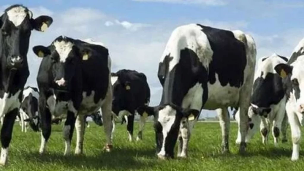 Büyükbaş hayvanlar için düşük tazminatı ödendi