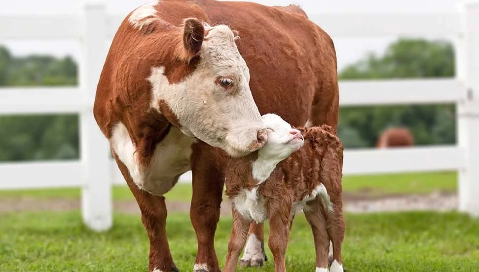 Avustralya ve Kanada, Güney Kıbrıs’ı şap hastalığı riskine karşı listeden çıkardı
