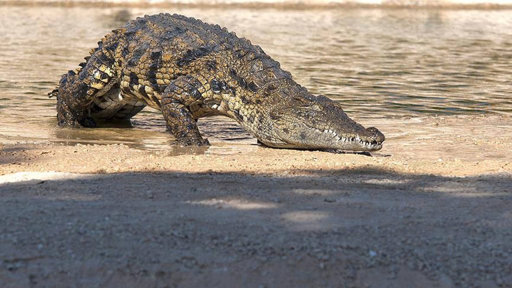 Mozambik’te timsahların saldırısında 2 kişi öldü, 3 kişi ağır yaralandı