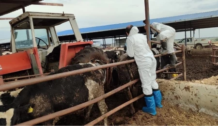 Tarım Bakanlığı: Şap hastalığıyla mücadelede sürdürülüyor; 673 işletmede 68 bin 624 büyükbaş hayvana birinci doz