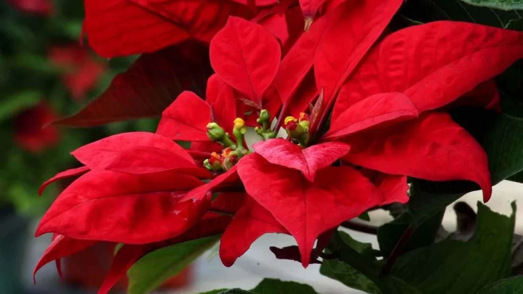 Güzelliğine Aldanmayın: Popüler Ev Çiçeği Hakkında Şaşırtan Uyarı