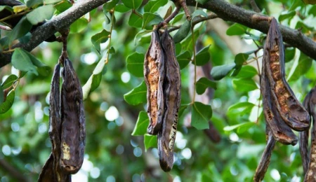 Tarım ve Doğal Kaynaklar Bakanlığı Harup üreticilerine 6,9 milyon TL destek ödemesi yaptı