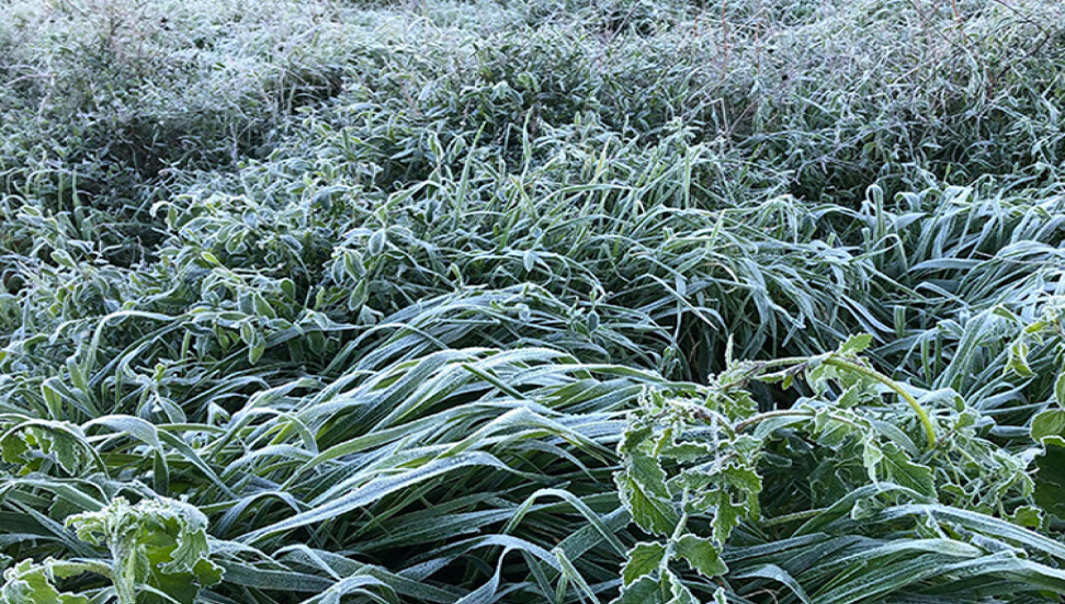 Bugün ve yarın don bekleniyor
